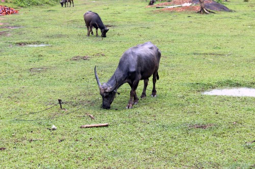 na b�voly tu naraz�te v�ude